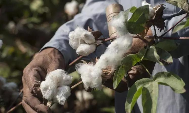 about cotton 1