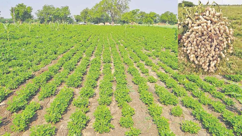 about groundnut