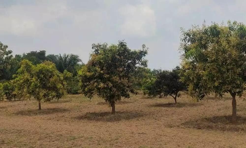 about mango